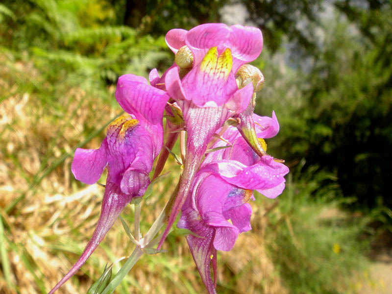 Linaria triornithophora photo